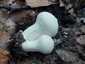 Bimbós pöfeteg (Lycoperdon perlatum), Zemplén